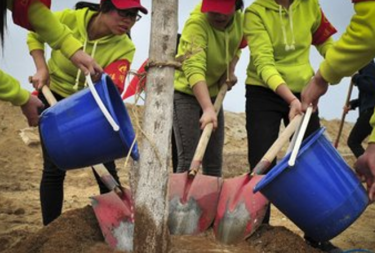 吊裝帶用于樹木種植